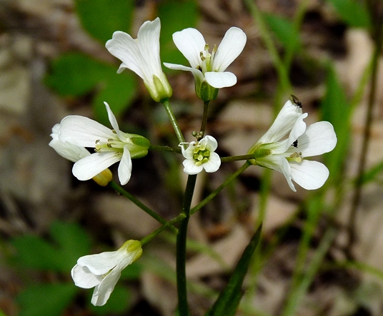 {Cardamine bulbosa}